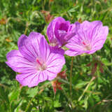 Geranium 'Blushing Turtle' - Storchschnabel