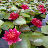 Nymphaea 'Burgundy Princess' - Seerose