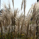 Miscanthus sinensis 'Malepartus' - Chinaschilf