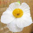 Romneya coulteri: Bild 3/6
