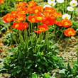 Papaver nudicaule 'Gartenzwerg': Bild 3/3