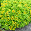 Sedum selskianum: Bild 8/9