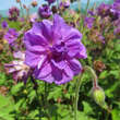 Geranium himalayense 'Plenum': Bild 1/1