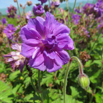 Geranium himalayense 'Plenum'