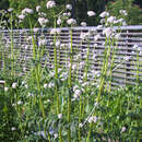 Valeriana officinalis - Baldrian