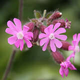 Silene dioica - Leimkraut
