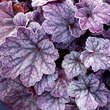 Heuchera 'Sugar Plum': Bild 2/2