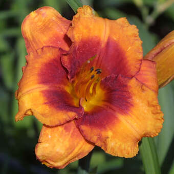 Hemerocallis 'Tigger'