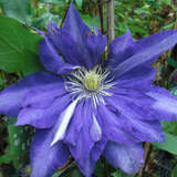 Clematis 'Daniel Deronda' - Waldrebe, Großblumige Garten-Clematis