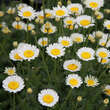 Anthemis triumfettii: Bild 2/6