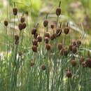 Typha minima - Zwerg-Rohrkolben