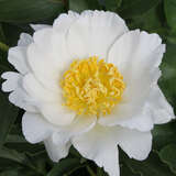 Paeonia lactiflora 'Jan van Leeuwen' - Pfingstrose