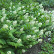 Smilacina racemosa: Bild 5/5