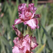Iris germanica 'Rancho Rose': Bild 2/3