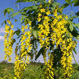 Laburnum watereri 'Vossii' - Langtraubiger Goldregen