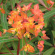 Euphorbia griffithii 'Fireglow': Bild 2/6