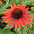 Echinacea purpurea 'Hot Lava': Bild 4/4