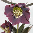 Helleborus or. 'Spring Love': Bild 2/2