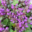 Lamium maculatum 'Pink Pewter': Bild 1/3