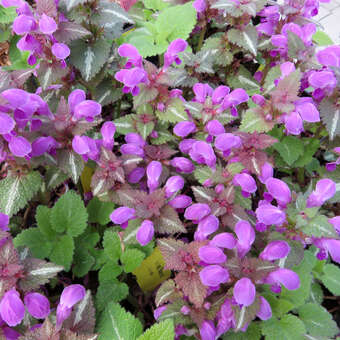 Lamium maculatum 'Pink Pewter'