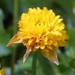 Caltha palustris 'Plena': Bild 3/4