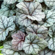 Heuchera 'Cinnabar Silver': Bild 1/1