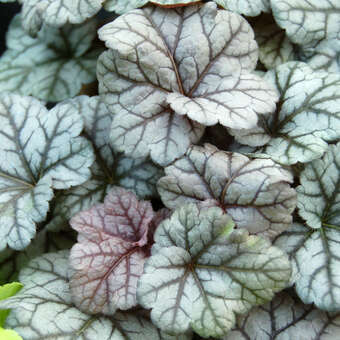 Heuchera 'Cinnabar Silver'