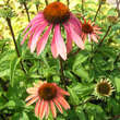 Echinacea purpurea 'Summer Sky': Bild 2/6