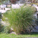 Miscanthus sinensis 'Gracillimus' - Chinaschilf
