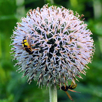 Echinops sphaerocephalus 'Arctic Glow'