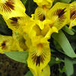 Iris pumila 'Eyebright': Bild 1/2