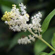 Smilacina racemosa: Bild 3/5