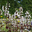 Penstemon digitalis 'Husker Red': Bild 2/7