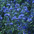 Caryopteris clandonensis 'Blauer Spatz' - Zwerg-Bartblume