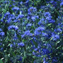 Caryopteris cland. 'Blauer Spatz' - Zwerg-Bartblume