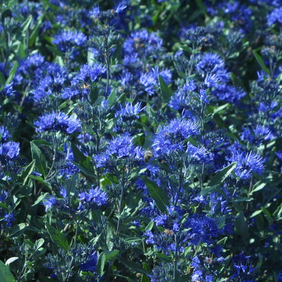 Caryopteris clandonensis 'Blauer Spatz': Bild 1/5 Caryopteris clandonensis 'Blauer Spatz': Bild 1/5