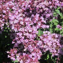 Origanum 'Rosenkuppel' - Dost