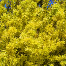 Forsythia intermedia 'Lynwood' - Goldglöckchen