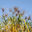 Miscanthus giganteus (M. floridulus): Bild 2/7