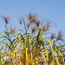 Miscanthus giganteus (M. floridulus) - Elefantengras
