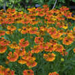 Helenium 'Waltraut': Bild 8/8