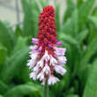 Primula vialii: Bild 2/3