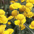 Anthemis tinct. 'Charme': Bild 3/3