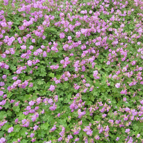 Geranium cantabrigiense 'Karmina': Bild 7/9