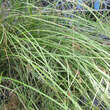 Carex solandri: Bild 1/2