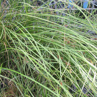 Carex solandri