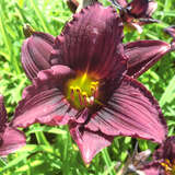 Hemerocallis 'Little Grapette' - Taglilie