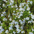 Myosotis palustris (scorpioides): Bild 4/4