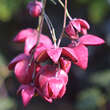 Euonymus latifolius: Bild 1/3