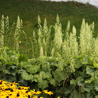Heuchera villosa macrorrhiza